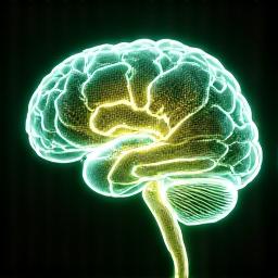 뇌의 신경망 변화 이미지